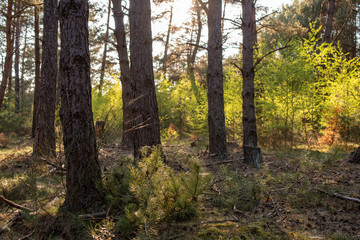 Obraz premium Wald und Heidi