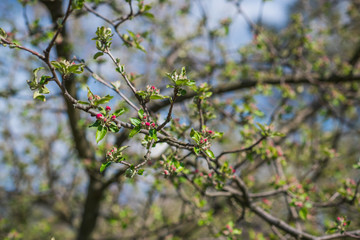 Spring apple tree in garden. Gardening concept 