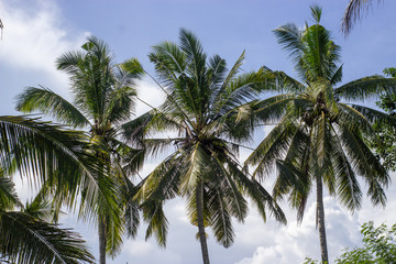 Three palm trees grow in the tropics