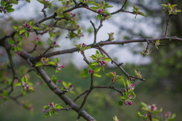 Spring apple tree in garden. Gardening concept 