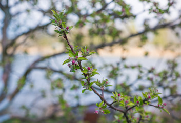Spring apple tree in garden. Gardening concept 