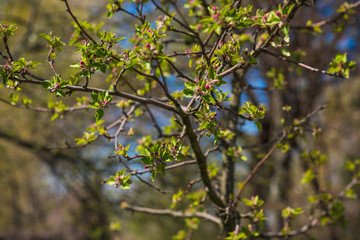 Spring apple tree in garden. Gardening concept 