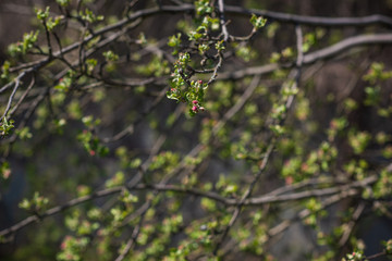 Spring apple tree in garden. Gardening concept 
