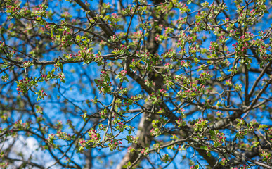 Spring apple tree in garden. Gardening concept 