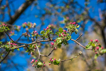 Spring apple tree in garden. Gardening concept 