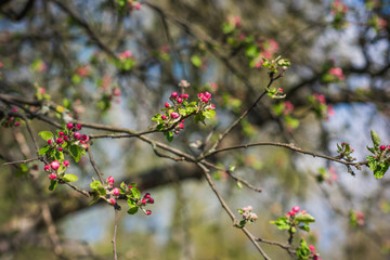 Spring apple tree in garden. Gardening concept 