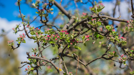 Spring apple tree in garden. Gardening concept 
