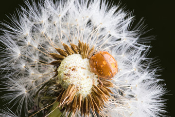 Close up of red ladybug without dots on dandelion.