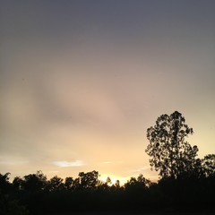 silhouette of a tree at sunset 2