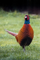 Fasanenmännchen in der Wiese  - Phasanicus colchicus