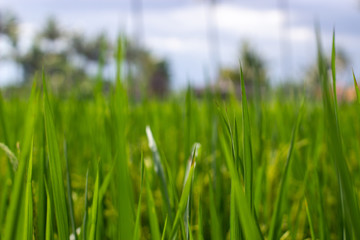Paddy field in the afternoon in Bali