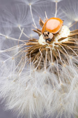 Close up of red ladybug without dots on dandelion.