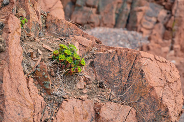 Texture of natural stone with green plant on the edge. Close up rock texture background, natural surface. Background on theme geology with copy space