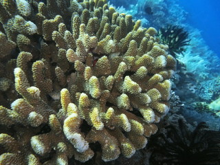 Naklejka na ściany i meble The amazing and mysterious underwater world of Indonesia, North Sulawesi, Manado, gorgonian coral