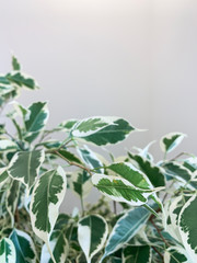 Green foliage on a white wall background. Indoor plant. Close-up.