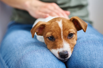 Obraz premium Woman playing with jack russel terrier puppy dog. Good relationships and friendship between owner and animal pet