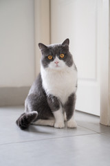 British shorthair cat sitting on the floor