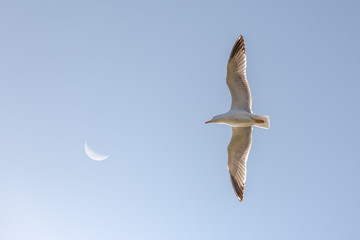 Waning crescent moon in the blue sky and seagull with its wings spread gliding at sunset