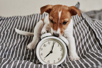 Jack russell terrier dog nibbles vintage alarm clock in the bed. Wake up and morning concept