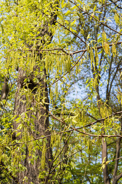 Corylus Heterophylla Photos Royalty Free Images Graphics Vectors Videos Adobe Stock Corylus Heterophylla Photos Royalty Free Images Graphics Vectors Videos Adobe Stock