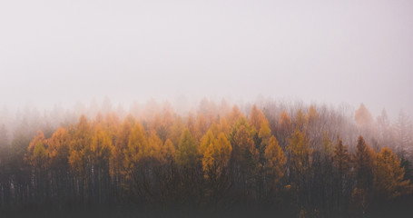 Fototapeta premium fog in the forest ( Karkonosze)