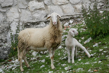 sheep and lamb