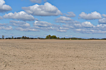 Fototapeta na wymiar A natural landscape in which grain-sown fields are located under a blue sky.
