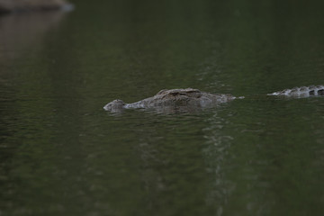 Crocodile or an alligator moving gently in water for catch its  pray, he's very Dangerous.