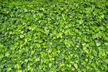 緑の壁・ツタ・植物