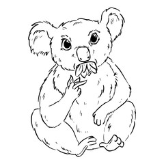 Koala eating eucalyptus cartoon doodle. Cute koala animag chewing leaves comic drawing for coloring in black outline style
