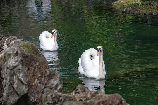  schwan, Schwanensee 