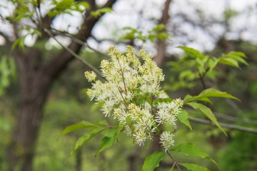 ぼかした林にアオダモの枝 ／ Fraxinus lanuginosa 