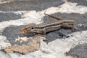 Obraz premium Eidechse