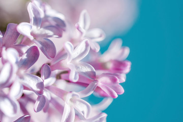Lilac flowers close-up on a blue background