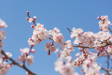 Blooming apricot flower，Prunus sibirica