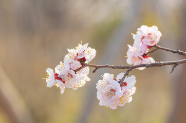 Blooming apricot flower，Prunus sibirica