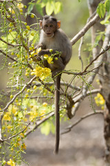 Monkey sitting in the branch of Cassia fistula eating the flowers of Cassia fistula is beautiful.
