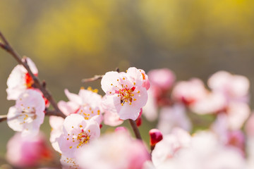 Blooming apricot flower，Prunus sibirica