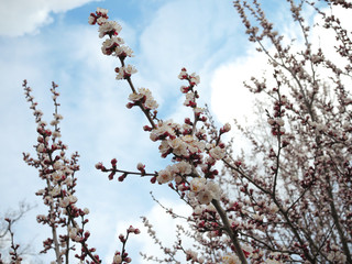 Branches of a white flowering apricots with a sunlight