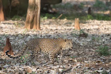 Walking Leopard