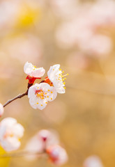 Blooming apricot flower，Prunus sibirica