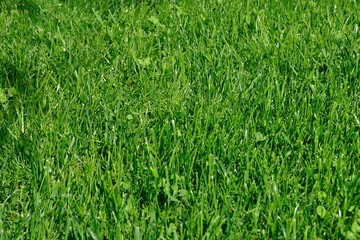 Cesped en primavera
