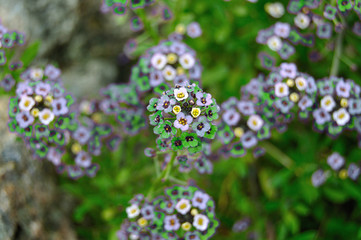Flores de jadín en primavera