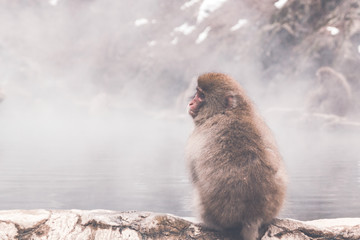 Snow monkey by the hot spring