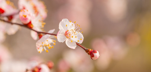 Blooming apricot flower，Prunus sibirica