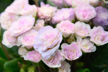 Naklejka na ściany i meble Beautiful pink garden roses. Natural background of pink garden roses.