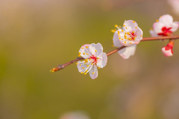 Blooming apricot flower，Prunus sibirica