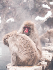 Snow monkey by the hot spring