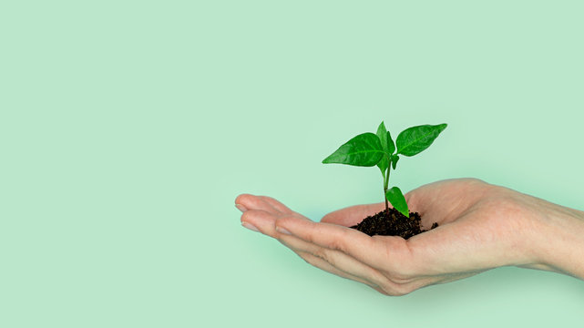 Seedling green sprout of cucumber with leaves in a yellow pot on a blu background. New life, birth. Plant growing. Copy space.