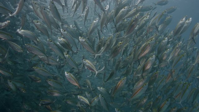 A large flock of Yellowstripe Scad (Selaroides leptolepis), swims in the sunlight in the blue water, slow motion Raja Ampat, Indonesia
